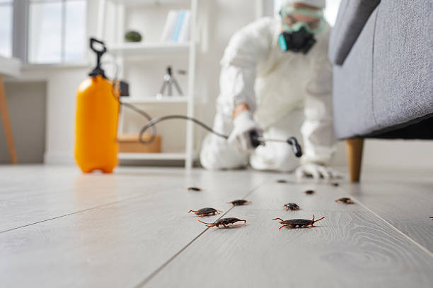 Post-Treatment Bed Bug Interceptor Monitoring in Bowling Green